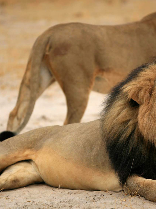 In Simbabwe ist der bekannte Löwe Cecil von einem amerikanischen Zahnarzt erlegt worden.