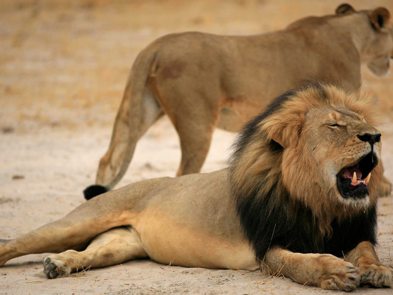 In Simbabwe ist der bekannte Löwe Cecil von einem amerikanischen Zahnarzt erlegt worden.