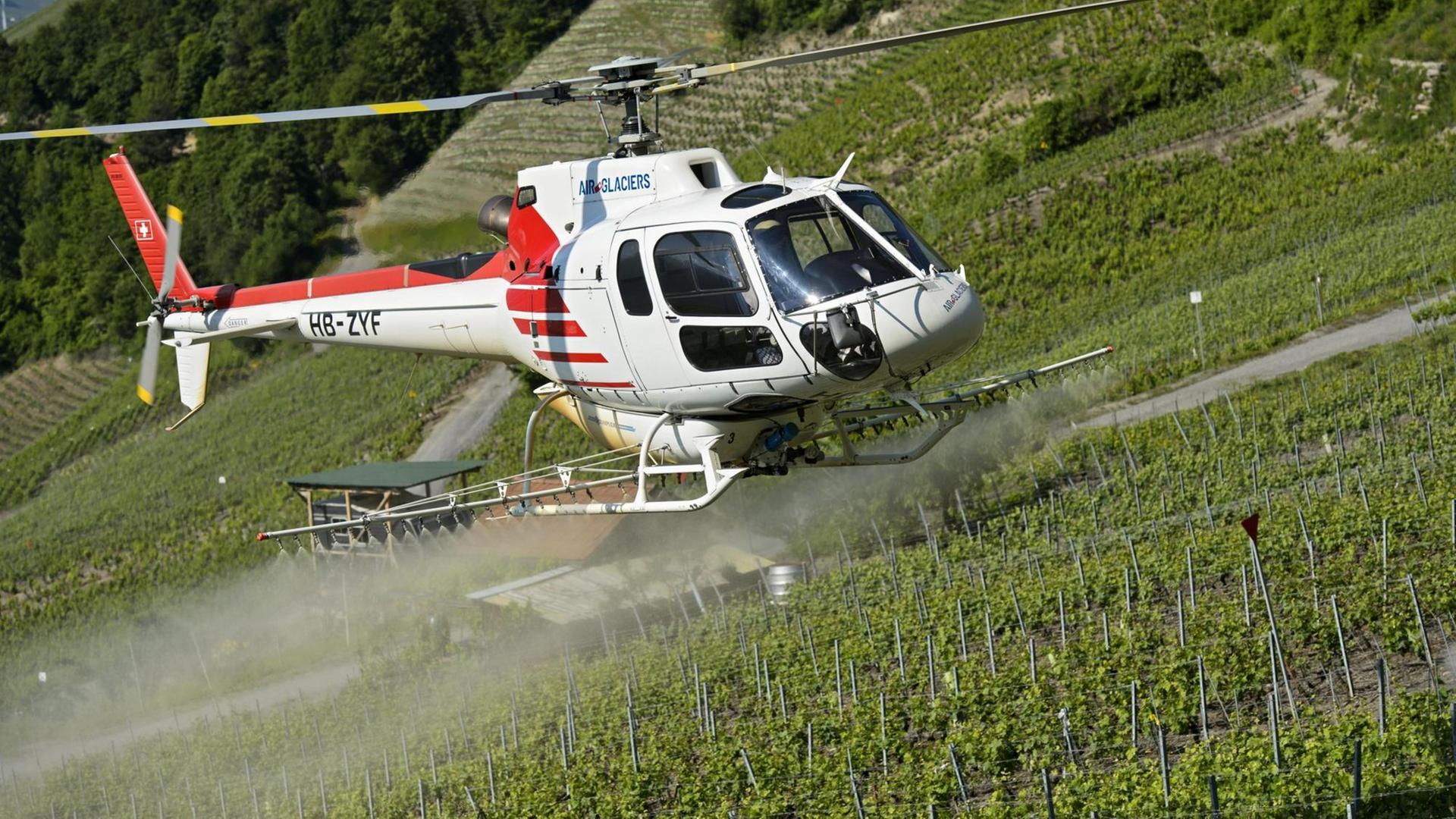 Schädlingsbekämpfung im Weinanbaugebiet Leytron im Wallis, Schweiz