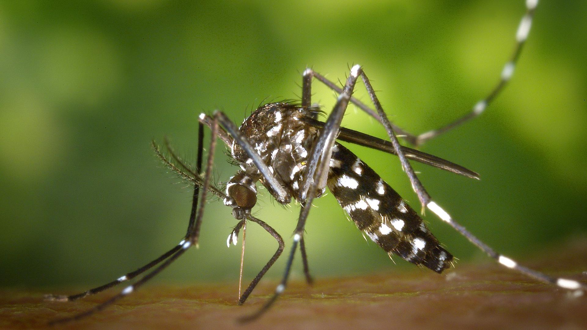 Eine Asiatische Tigermücke (Aedes albopicts)