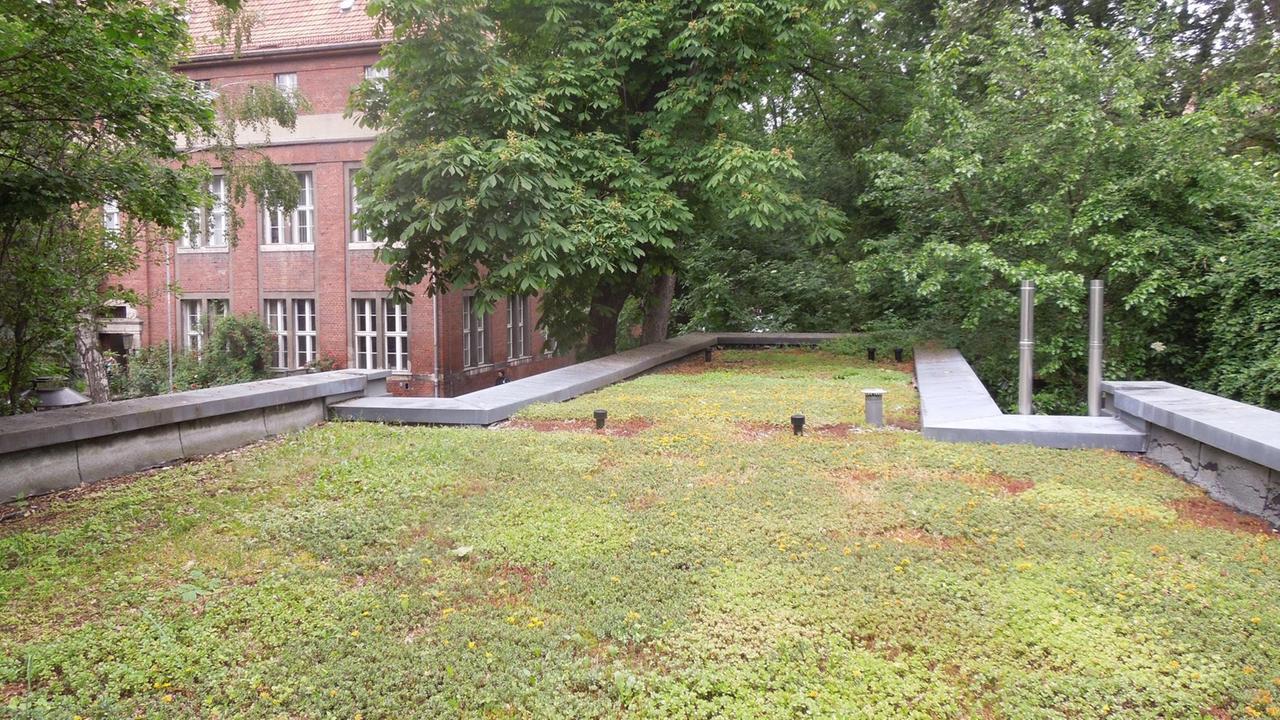 Grünes Dach auf dem Campus der Humboldt Uni in Berlin