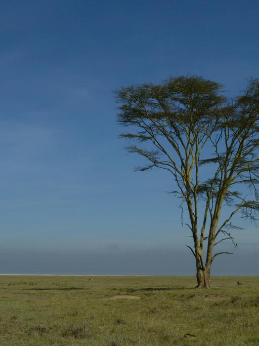 Der Nakuru Nationalpark in Kenia