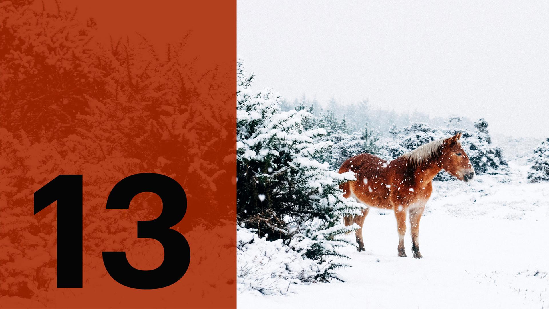 Im Hintergrund ein Pferd im Schnee, im Vordergrund die Zahl 13. Im Hintergrund ein Pferd im Schnee, im Vordergrund die Zahl 13.