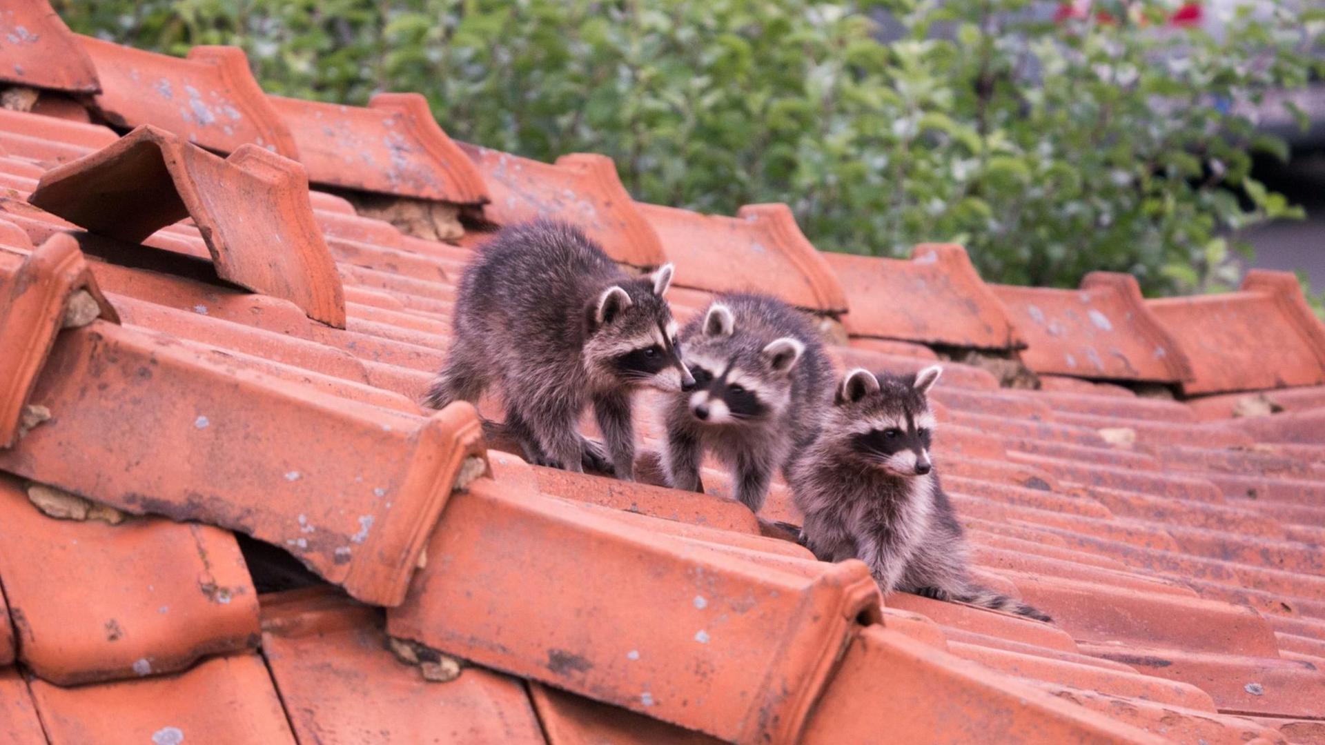 Drei junge Waschbären sitzen auf dem Dach eines Hauses.