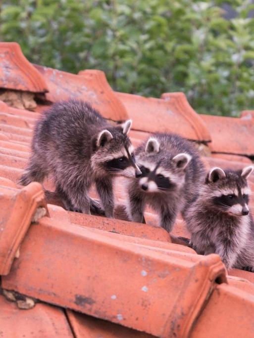 Drei junge Waschbären sitzen auf dem Dach eines Hauses.