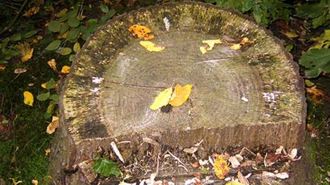 Baumstümpfe sollten auch bei Biomassenutzung im Wald bleiben.