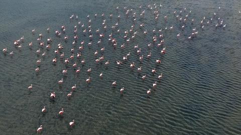 Eine Panorama-Ansicht zeigt viele Dutzend Flamingos in flachem Wasser des Golf von Izmir stehen