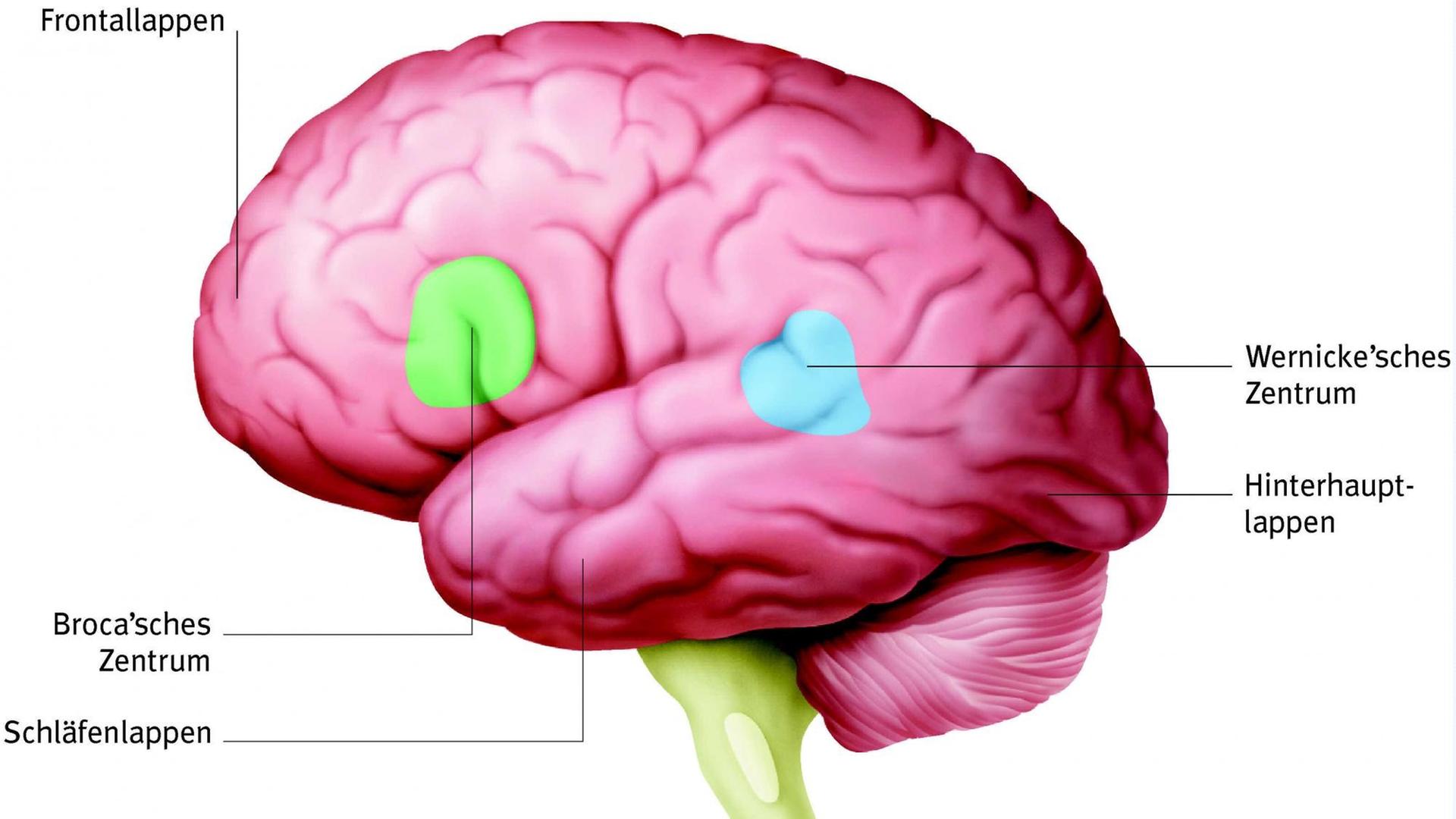 Grafische Darstellung des Sprachzentrums im Gehirn