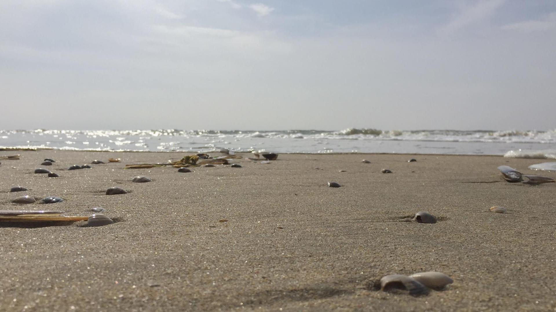 Muscheln im Sand am Nordseestrand in Zandvoort