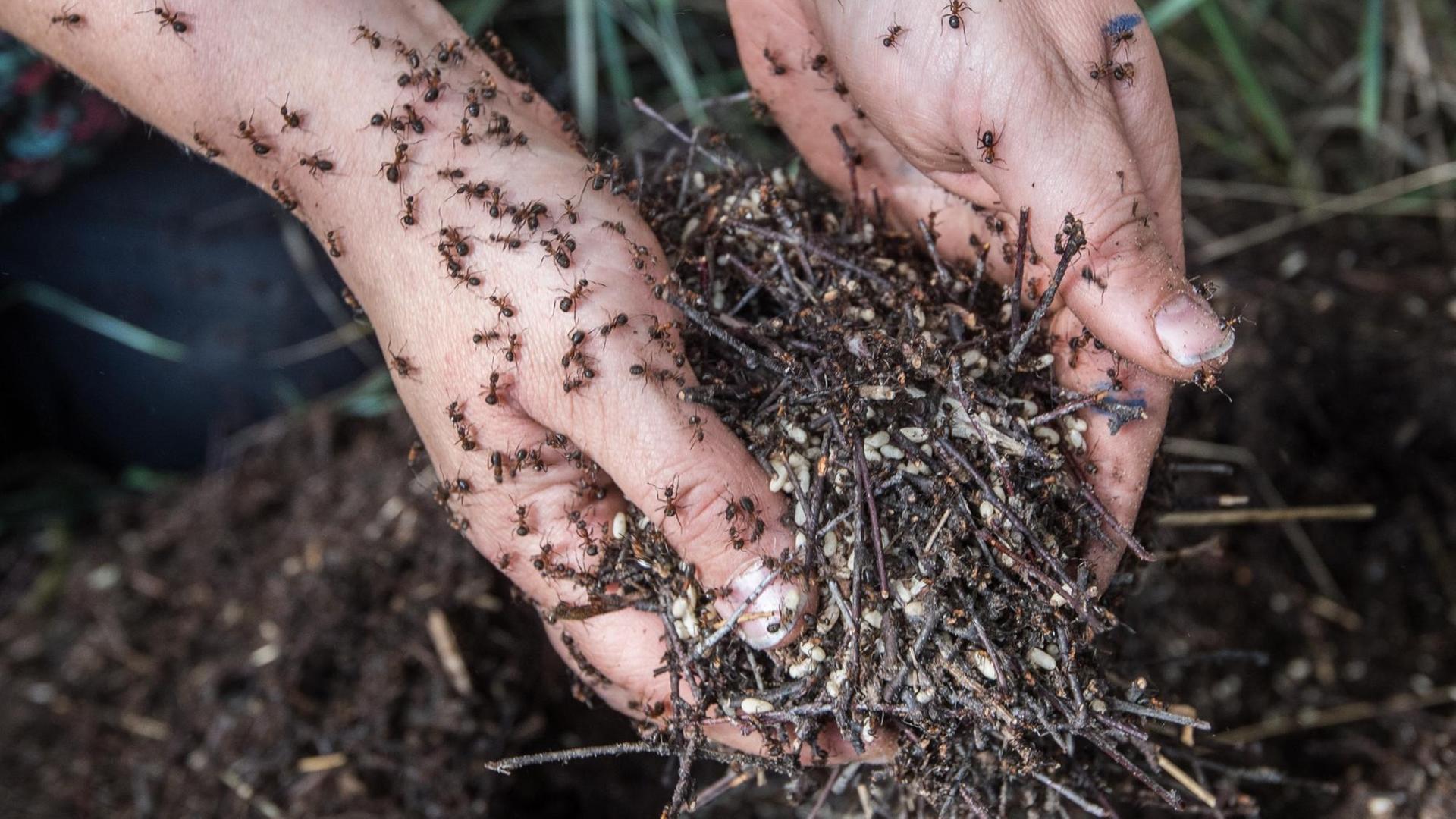 Nur mit ihren Händen hebt die Diplom-Biologin Christina Grätz in einem Wald nahe Birkenwerder ein Ameisenvolk hoch.