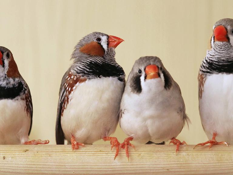Vier Zebrafinken (Poephila guttata, Taeniopygia guttata) im Käfig auf einer Stange