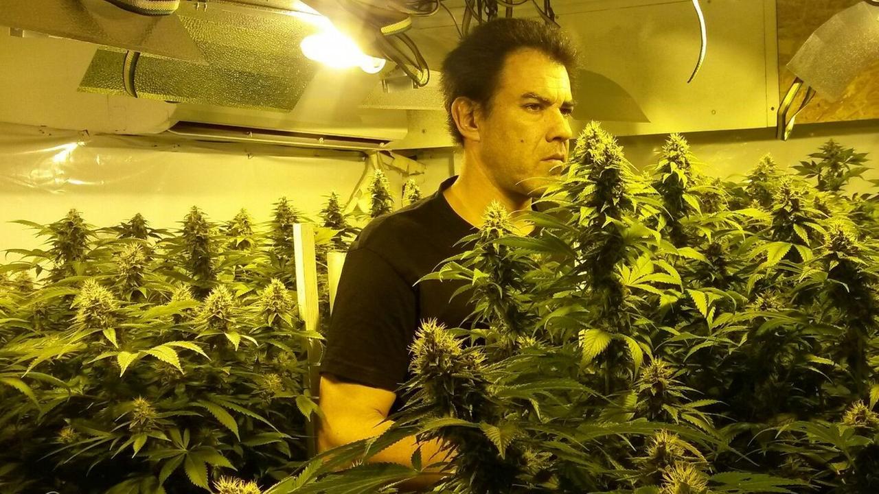 Juan Vaz steht in der Pflanzenschule zwischen marihuana-Pflanzen