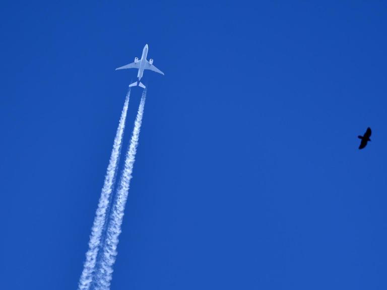 Ein Flugzeug hinterlässt Kondesstreifen am blauen Himmel. Außerdem ist ein Vogel zu sehen.