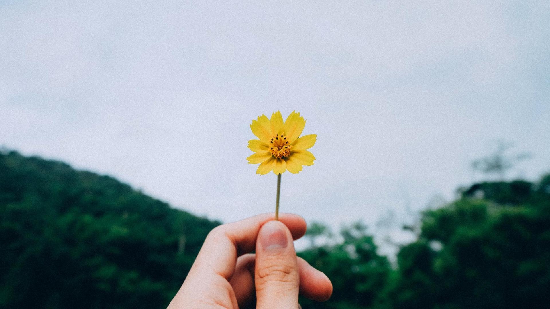 Eine kleine gelbe Blume wird von einer Hand Richtung Himmel gehalten.