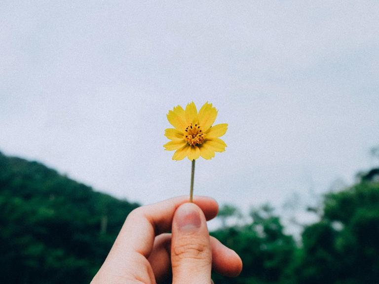 Eine kleine gelbe Blume wird von einer Hand Richtung Himmel gehalten.