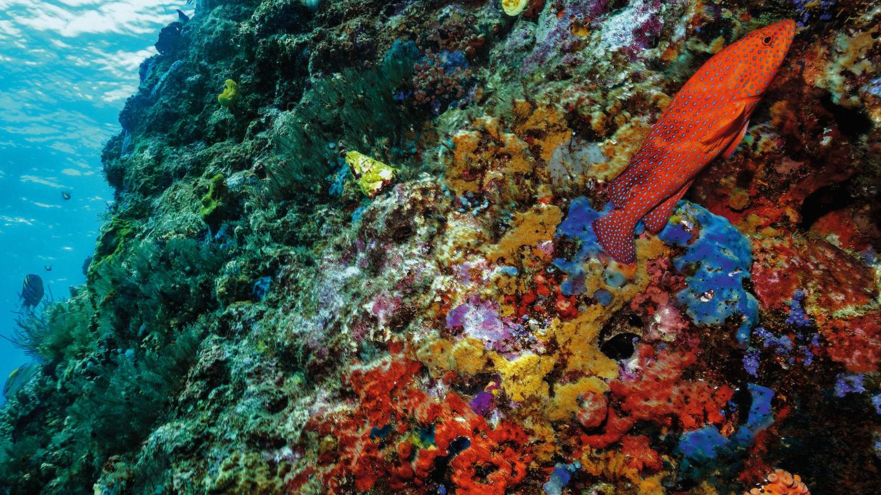 Riffsysteme versorgen nicht nur 250 Millionen Menschen mit Nahrung, sondern sind auch unentbehrlich für viele Meeresarten.