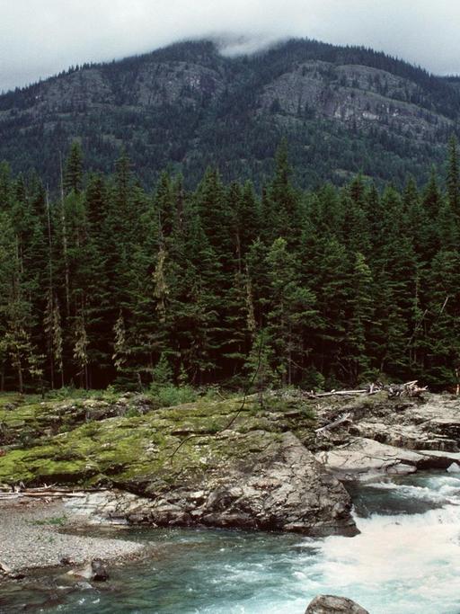 Blick auf den McDonald River, der durch eine idyllische Landschaft des Glacier National Park in den Rocky Mountains fließt.