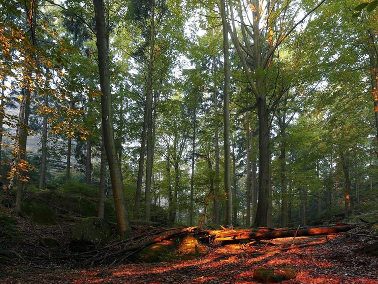 Herbstwald im Morgenlicht