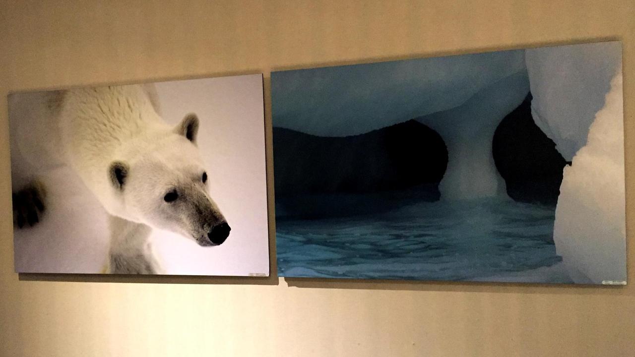 Im Konferenz-Raum von NRK in Tromsø hängt ein Eisbär, aufgenommen auf Spitzbergen.