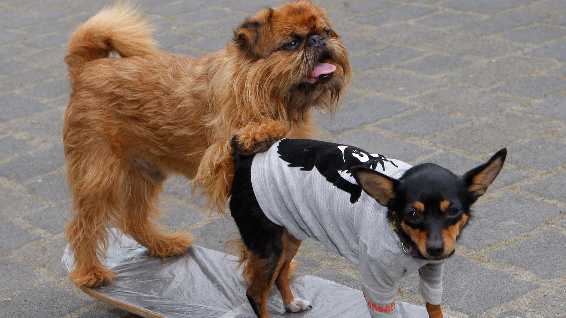 Hunde auf Skateboard Hunde auf Skateboard