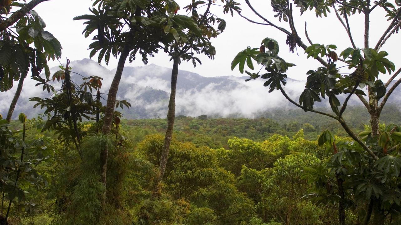 Regenwald in Ecuador; es sind viele grüne Bäumezu sehen, im Hintergrund eine Bergkette - davor Nebel.