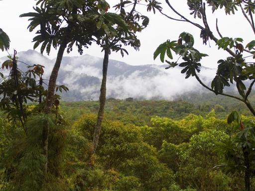Regenwald in Ecuador