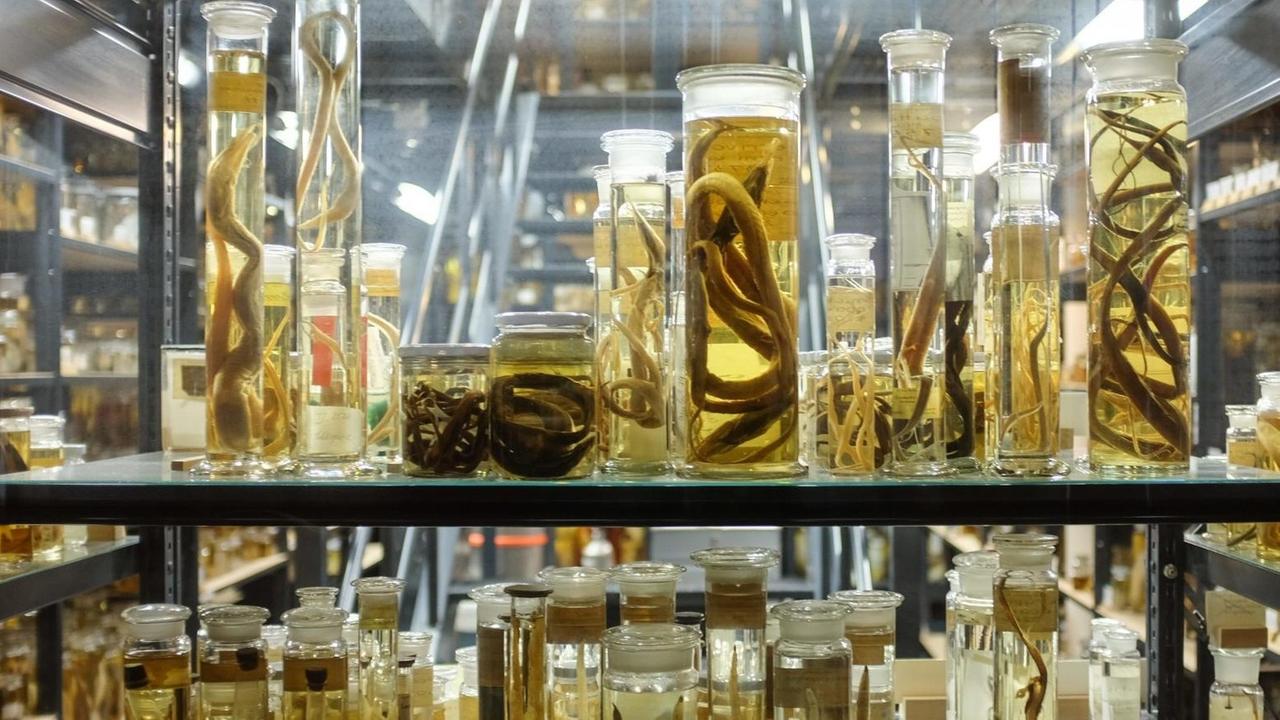 Die Ichthyologische Sammlung des Naturkundemuseums in Berlin enthält 130.000 in Alkohol eingelegte Fische.