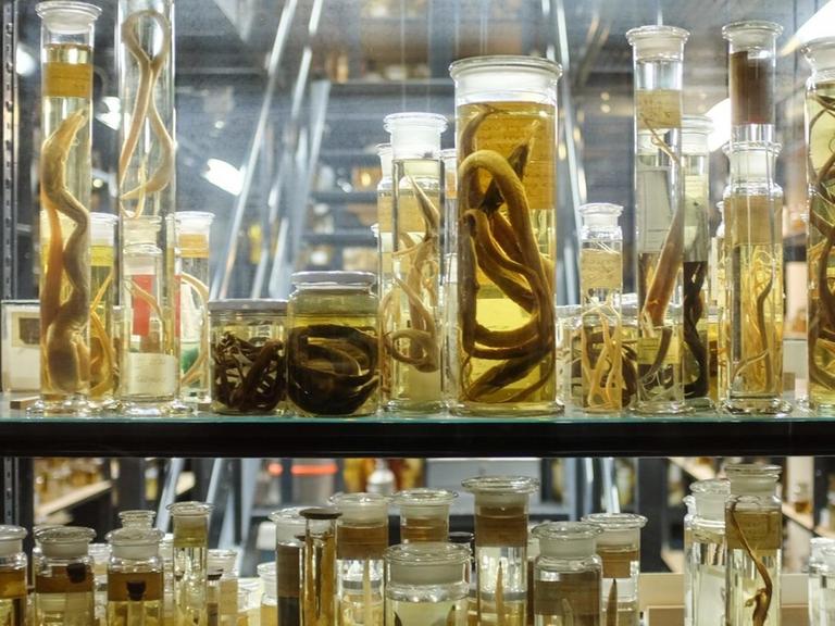 Die Ichthyologische Sammlung des Naturkundemuseums in Berlin enthält 130.000 in Alkohol eingelegte Fische.