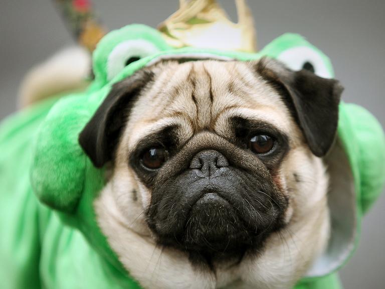 Karnevals-Mops, verkleidet als Froschkönig: Auch im Februar küren wir unseren literarischen Mops des Monats.