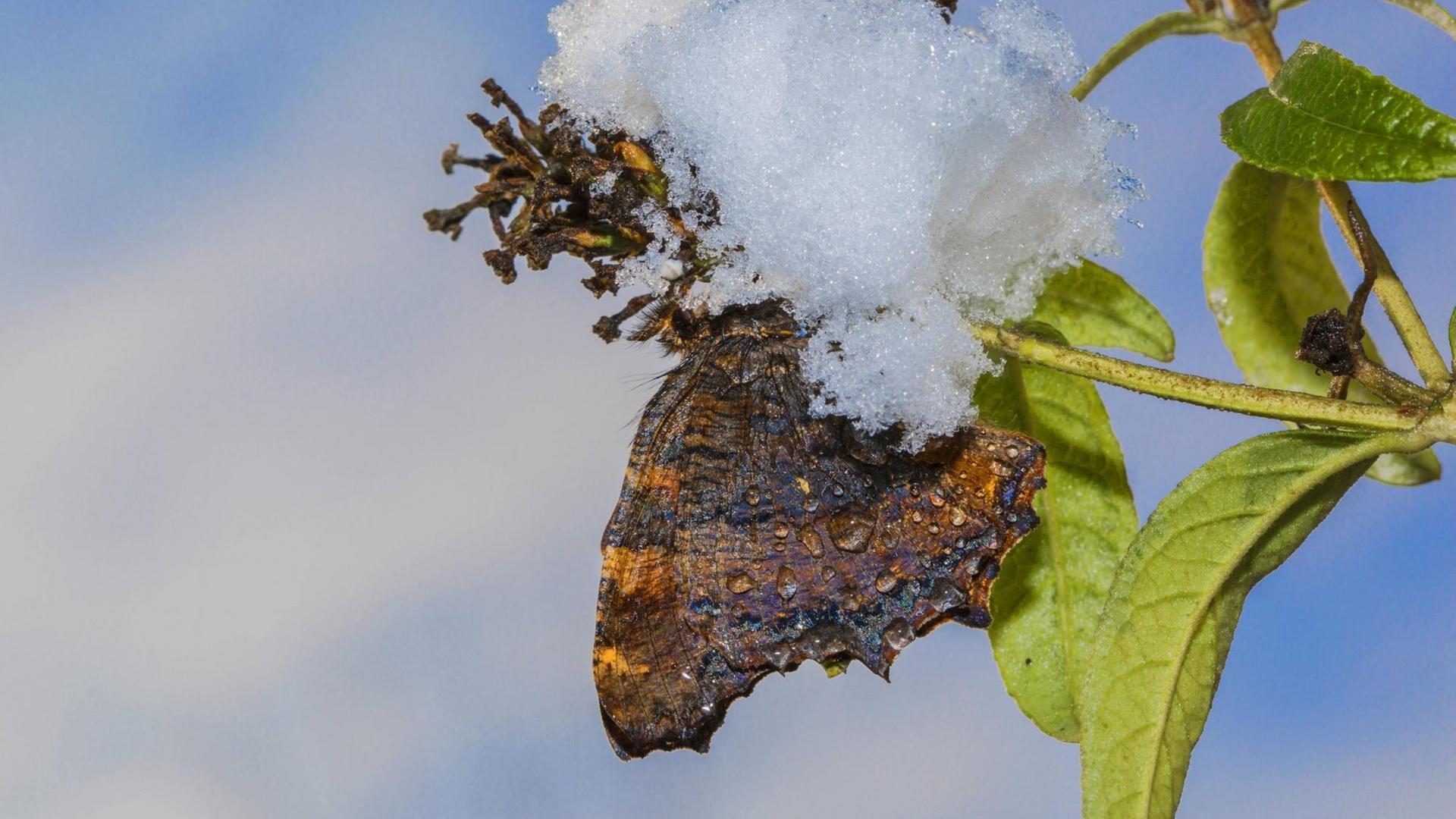  Grosser Fuchs (Nymphalis polychloros, Vanessa polychloros), überwintert an einem Zweig, Deutschland, Bayern