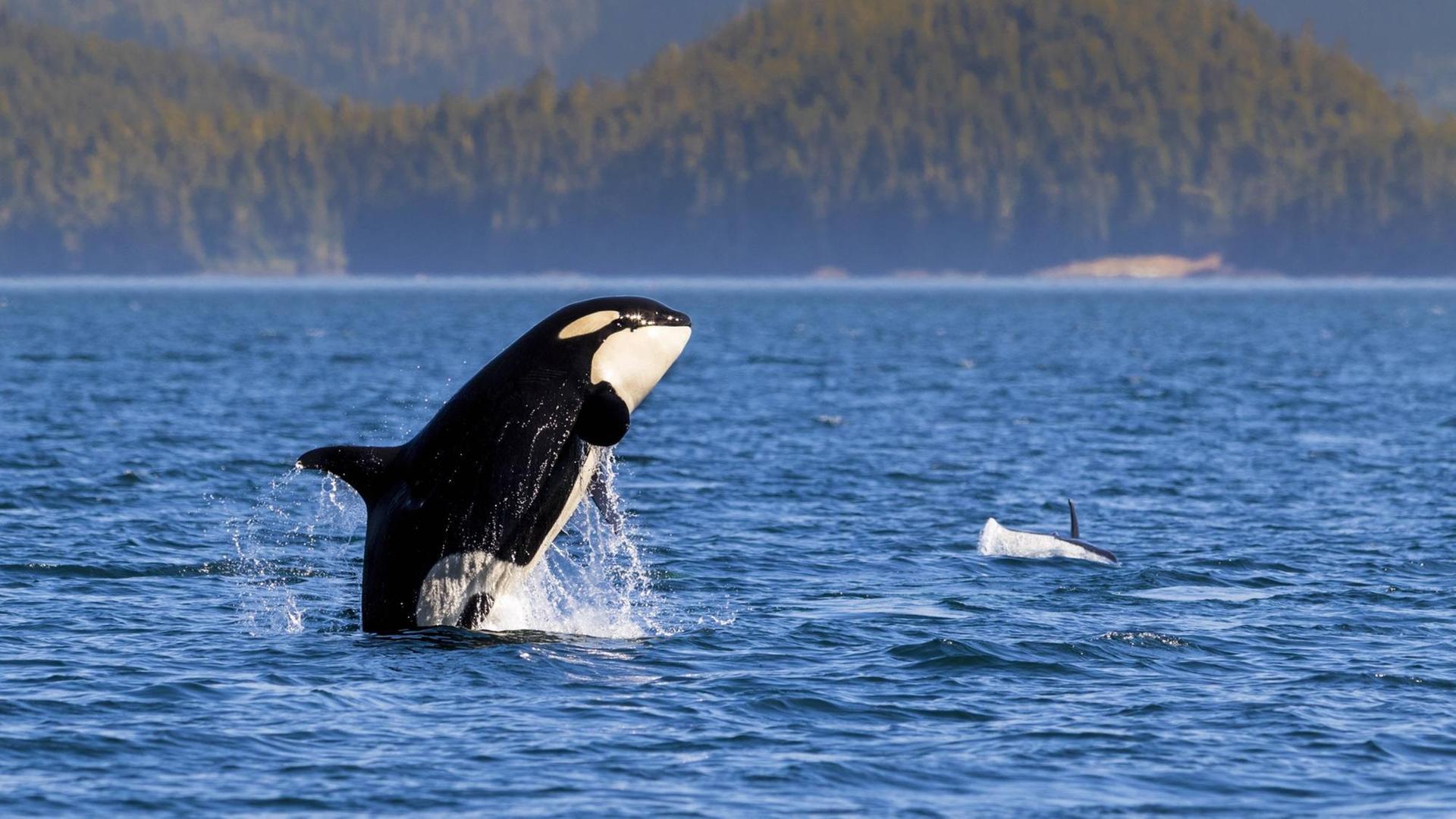 Schwertwal (Orcinus orca) vor der Küste vor Vancouver Island