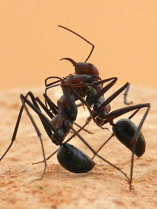 Das Foto zeigt zwei Wüstenameisen der Art Cataglyphis fortis. Die Ameisen haben eine bräunliche Farbe und es sieht so aus, als würden sie miteinander kämpfen.