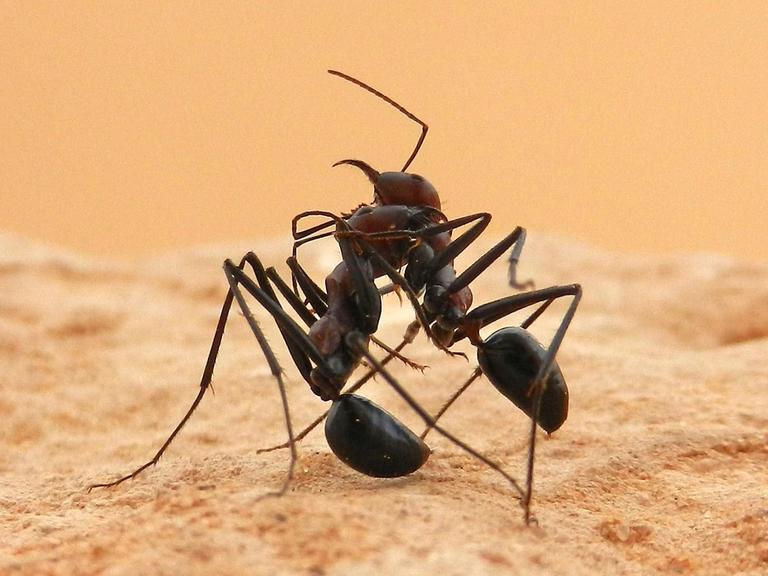 Das Foto zeigt zwei Wüstenameisen der Art Cataglyphis fortis. Die Ameisen haben eine bräunliche Farbe und es sieht so aus, als würden sie miteinander kämpfen.