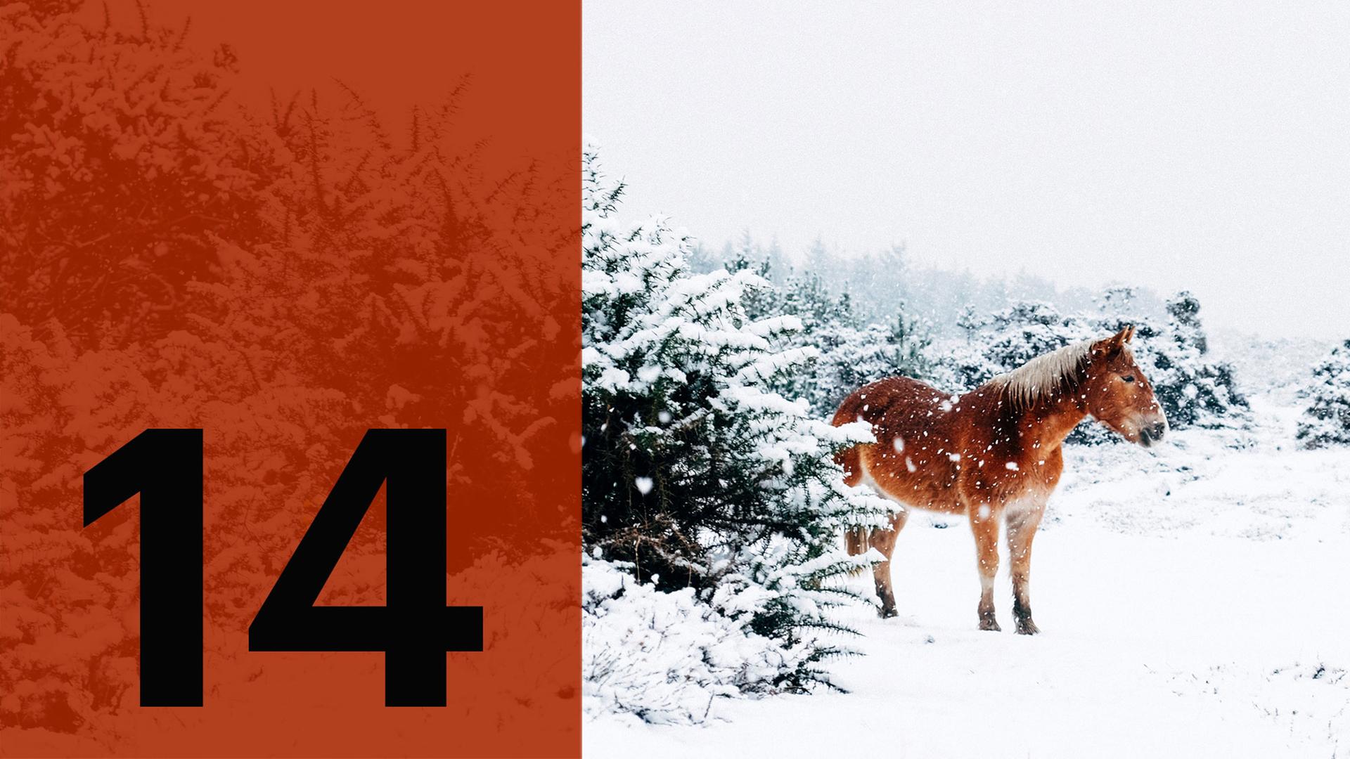 Im Hintergrund ein Pferd im Schnee, im Vordergrund die Zahl 14.