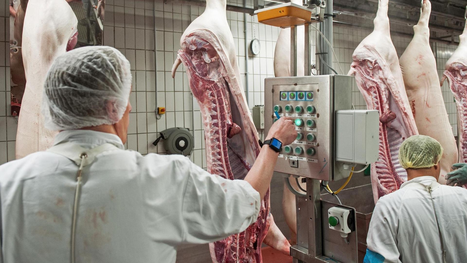 Schweinehälften passieren am 27.04.2016 einen der Kontrollterminals im Zerlegebereich eines Schlachthofs