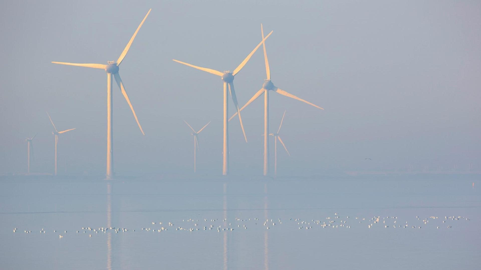 Blick auf den Offshore-Windpark von Neeltje Jans im Morgennebel.