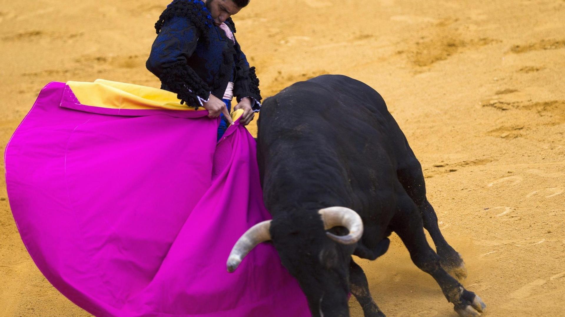 epa03856282 Spanish bulffighter Morante de la Puebla faces his third of six bulls of the Juan Pedro Domeq ranch during the traditional Goyesca bullfight at the Maestranza bullring of Ronda, Malaga, Andalusia, Spain, 07 September 2013. EPA/JORGE ZAPATA |