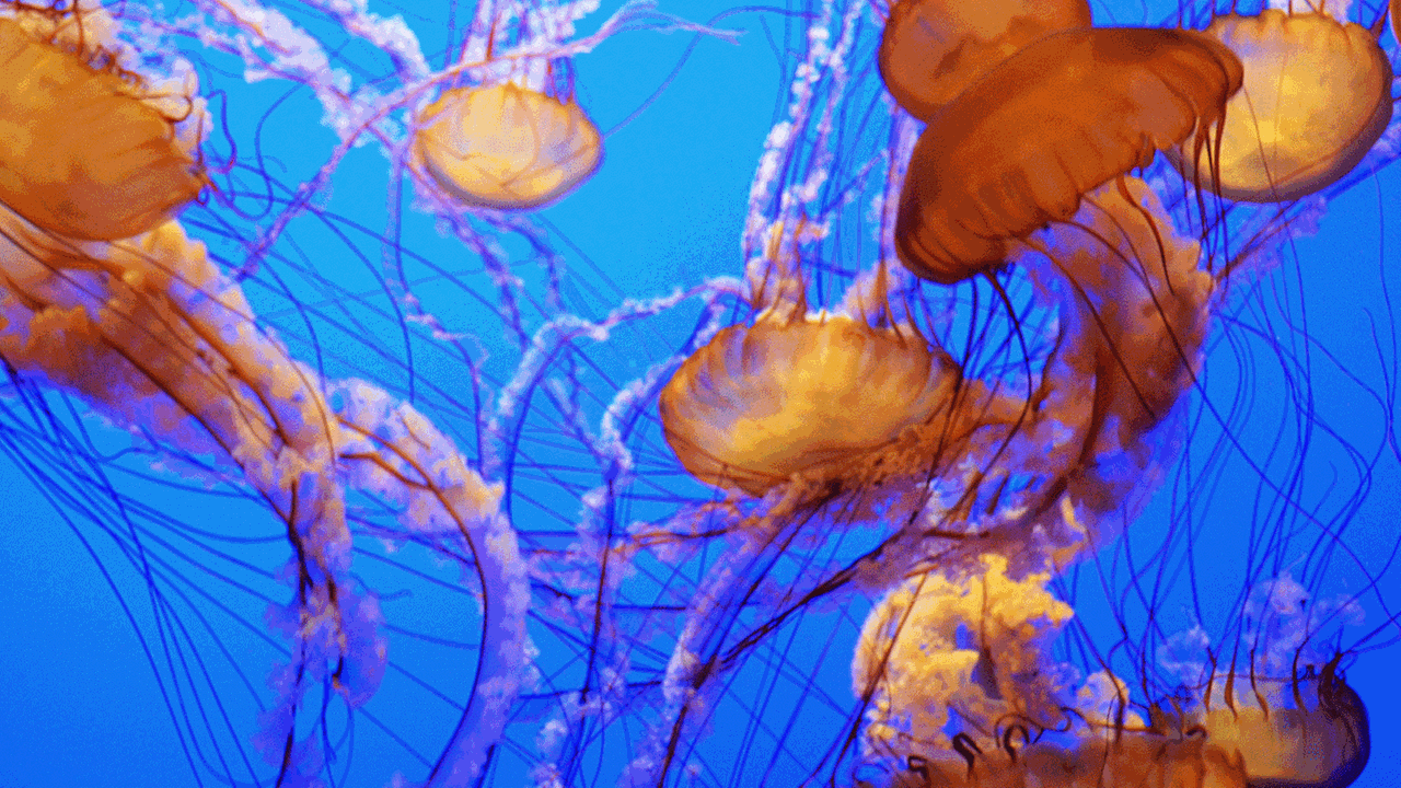 Serie "Fremde Tiere". Viele braungefärbte Quallen mit Verbindungsschnüren im Meer.