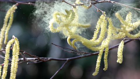 Pollen vom Hasel fliegen bei Temperaturen um 12 Grad Celsius durch eine Parkanlage im Bezirk Mitte.