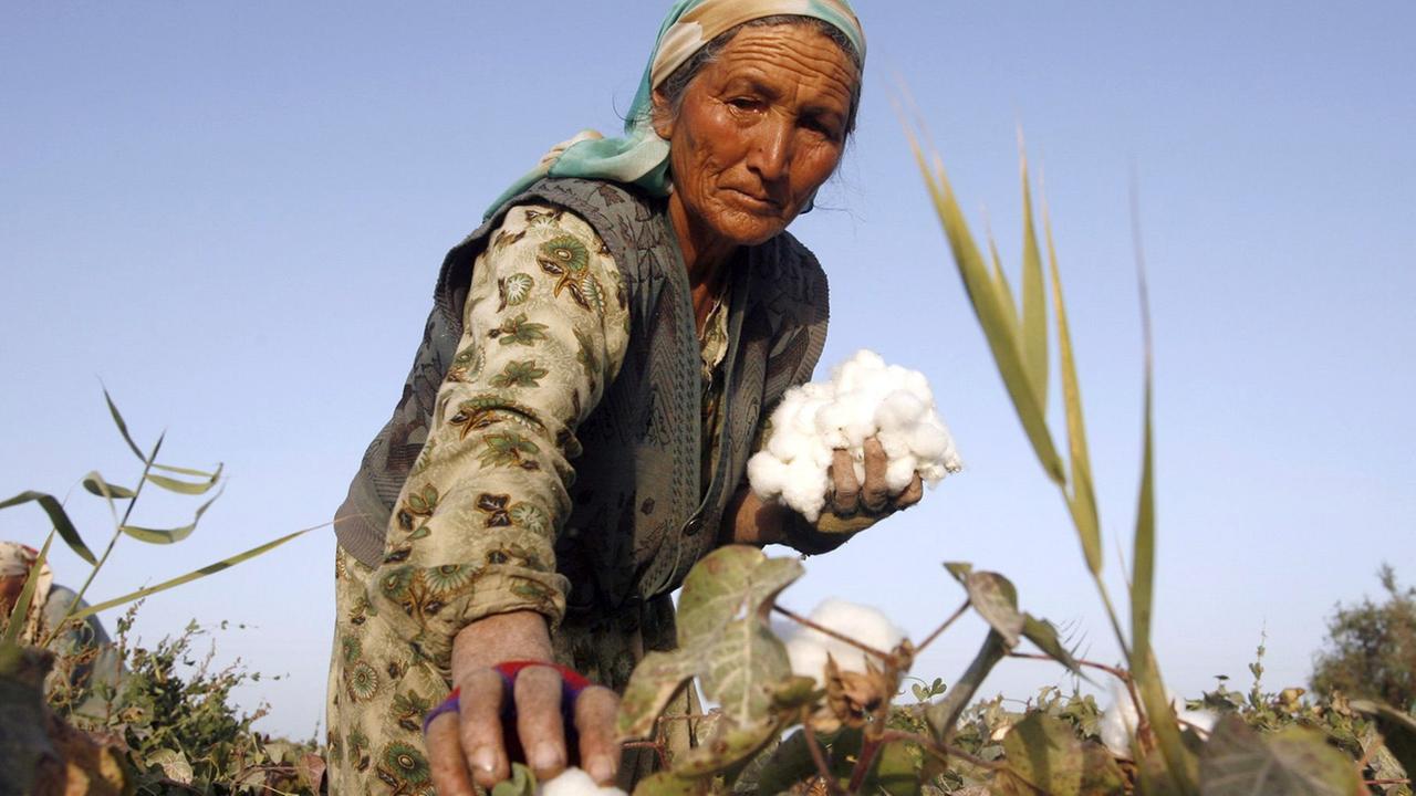 Eine Frau erntet Baumwolle auf einem Feld in China.