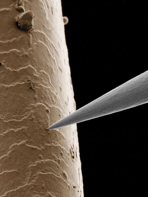 Ein menschliches Haar mit einem Nanoteilchen an der winzig kleinen Spitze eines Roboters