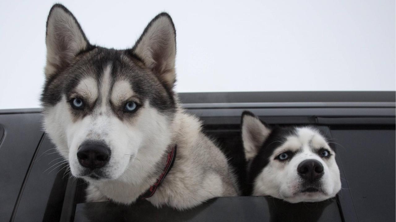 Zwei Huskies stecken ihre Köpfe aus einem Autofenster 