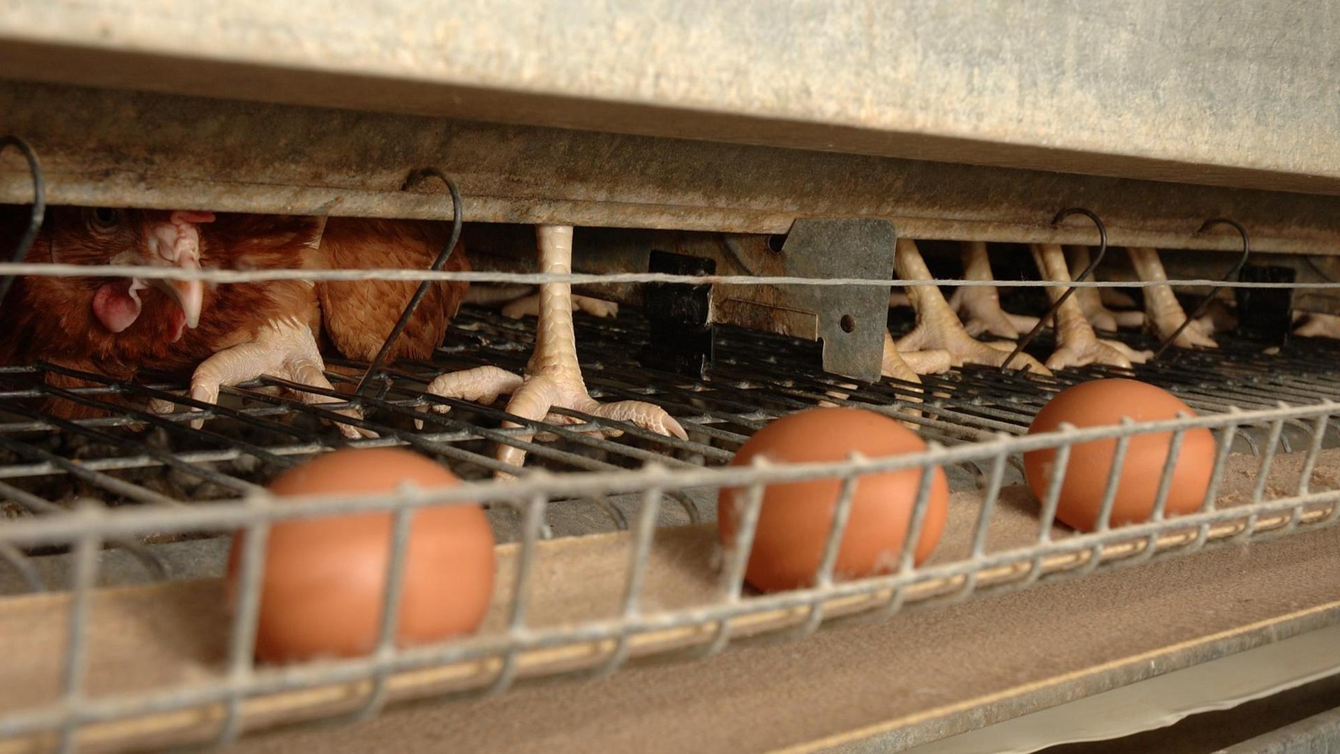 Hühner in einer Legebatterie Hühner in einer Legebatterie