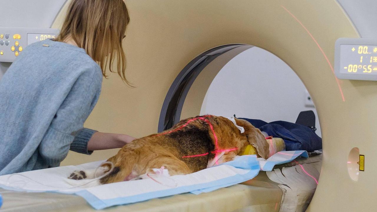 Ein Hund wird in der Klinik für Kleintiere auf eine Computertomographie vorbereitet. 