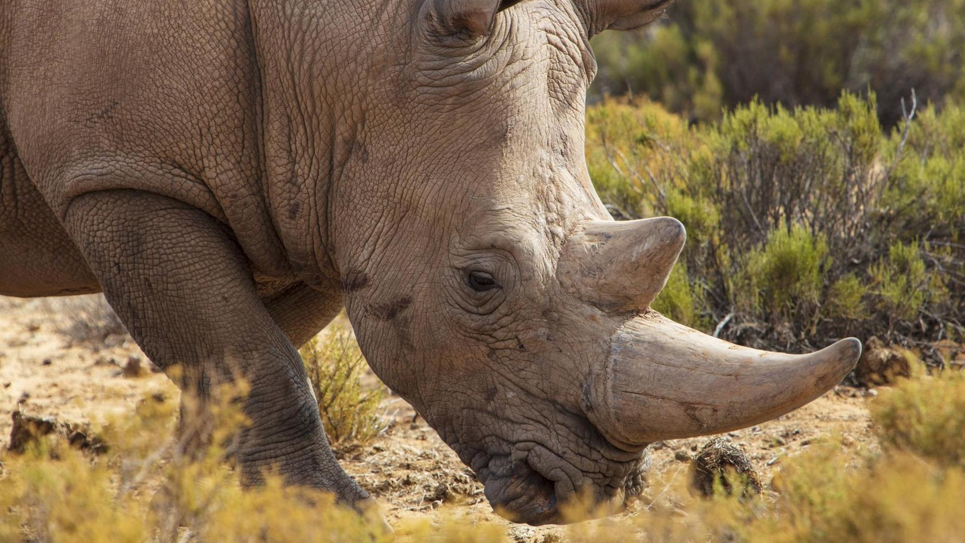 Ein Breitmaulnashorn läuft mit gesenktem Kopf durch die Landschaft in Südafrika. Ein Breitmaulnashorn läuft mit gesenktem Kopf durch die Landschaft in Südafrika.