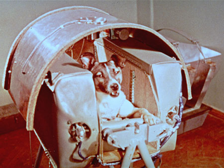 Die Hündin Laika wurde mit dem Sputnik 2 in den Weltraum geschickt.