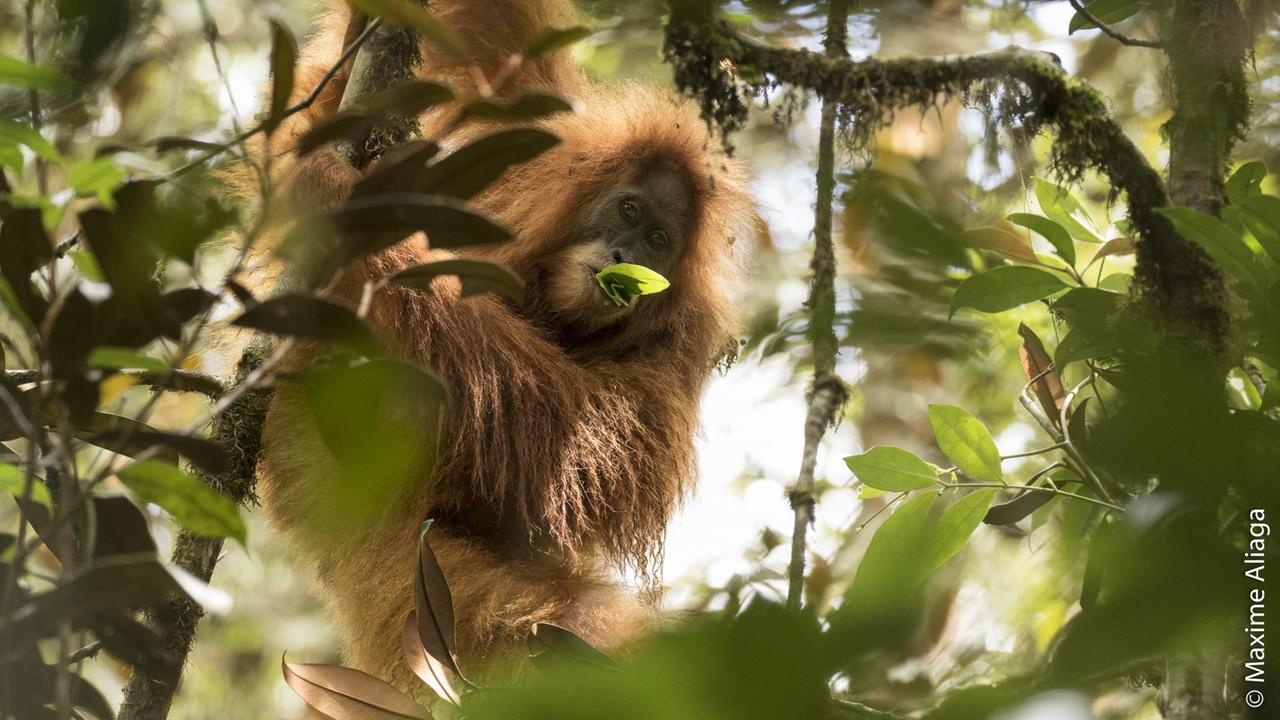 Das Bild zeigt ein Tier der neu entdeckten Orang-Utan-Art "Pongo tapanuliensis" beim Fressen eines Blattes auf der indoneischen Insel Sumatra. 
