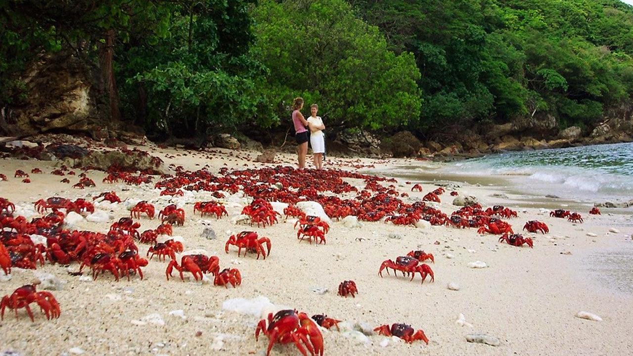 Rote Landkrabben an einem Strand auf der Weihnachtsinsel