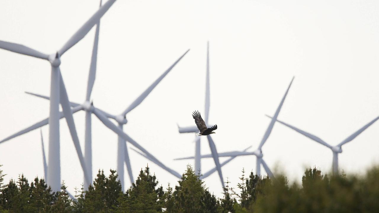 Windräder ragen hinter einem Wald auf, über dem ein Seeadler fliegt.