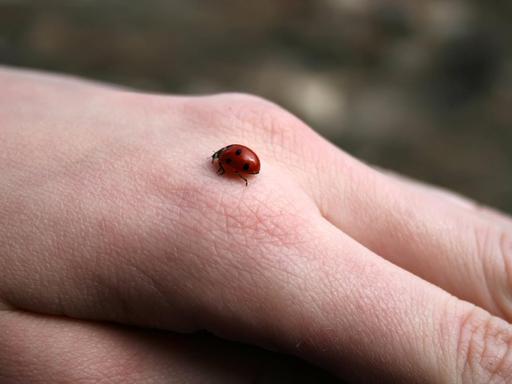 Ein Marienkäfer krabbelt auf einer Hand.